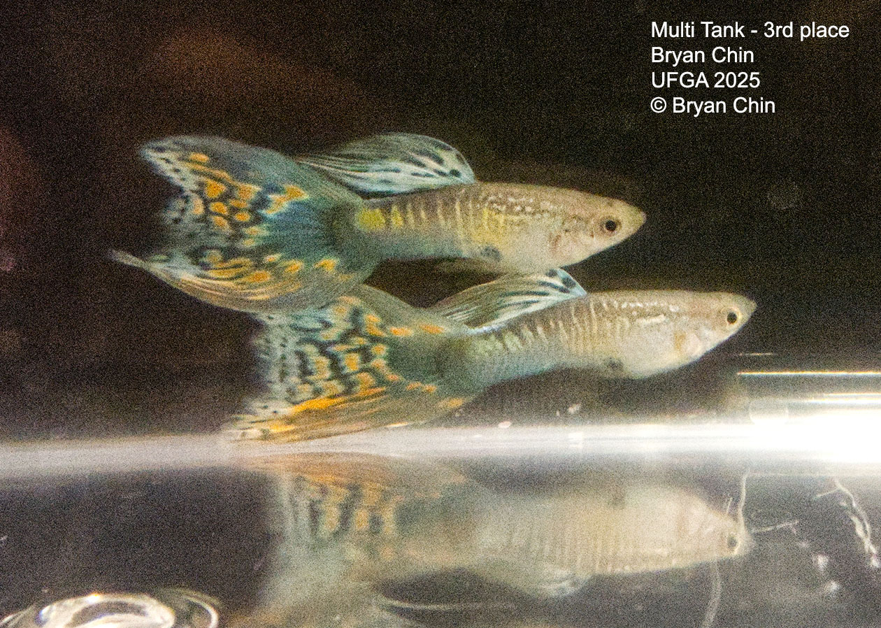 Guppy Muliti color